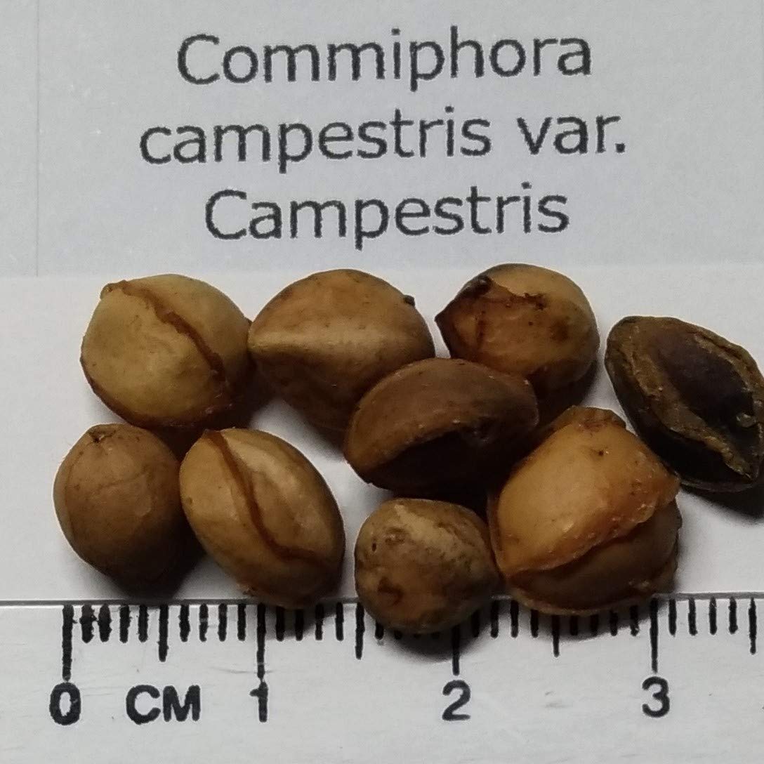 Amazon.co.jp: 【種子】Commiphora campestris var. Campestris